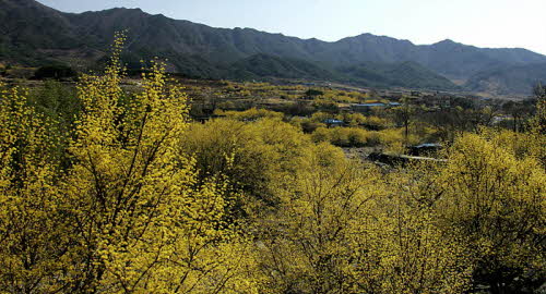 산수유, 그 빛나는 노란물결 - 구례 산동 산수유마을  2011.02.09 [첨부 이미지1]