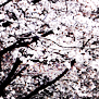 하동 십리벚꽃길 - 혼례길 꽃비를 맞다 2010.03.19 [첨부 이미지1]