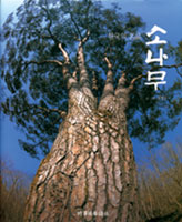 [사람의 길]소나무여, 언제나 푸른 네 빛(지리산천년송) - 2008.04.08 [첨부 이미지1]
